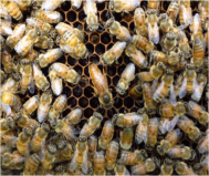 Ｂｅｅ（蜂）　Ａｍｂｉｔｉｏｕｓ！～養蜂を利用した「第３のみつ」の商品開発～