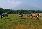 100年後の東北の里山にも馬たちの放牧風景を残すために、引退競走馬や乗馬たちとつくる馬の堆肥でウマい野菜の宅配サービス『うまeベジ』と循環型社会の構築